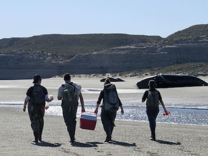 El equipo del Programa de Monitoreo Sanitario Ballena Franca Austral e Instituto de Conservacion de Ballenas examinan y toman medidas para determinar el estado corporal de una ballena franca austral adulta muerta. La pérdida de cada hembra adulta representa es significativa para esta población donde algunos individuos son conocidos desde hace 50 años (Foto: Macarena Agrelo)