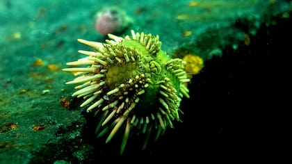 El erizo de mar Arbacia dufresnii