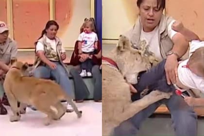El escalofriante momento en el que el león atacó a la niña