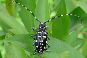 El escarabajo asiático se alimenta de madera y puede poner en peligro parte de la naturaleza de Nueva York