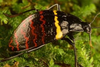 Los investigadores lo nombraron como Erotylus voeti y aseguraron que es una especie que nunca antes habían visto. Créditos: Trond Larsen