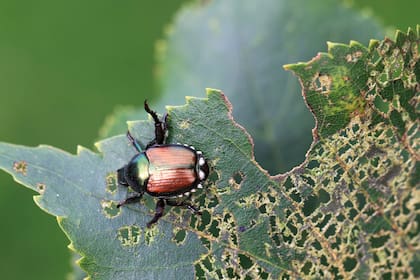 El escarabajo japonés hace estragos en las plantas.