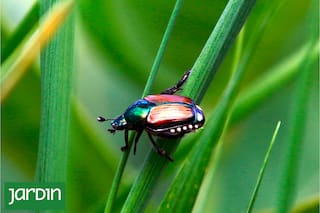 La nueva plaga invisible que pone en peligro el futuro de tu jardín