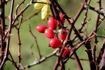 El escaramujo debe ser consumido bajo supervisión (Foto Pexels)
