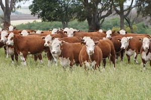 Un contexto favorable para la ganadería que también plantea nuevos desafíos