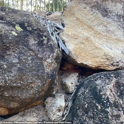 El escondite de la serpiente entre las rocas del muro de piedra de la propiedad australiana