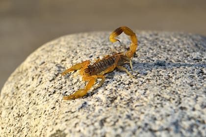 El escorpión anida en los lugares oscuros y frescos al escapar de las altas temperaturas