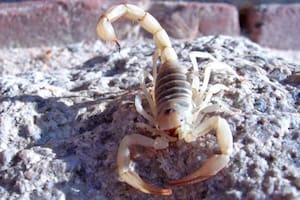 El escorpión peludo gigante del desierto es la especie más grande de Norteamérica
