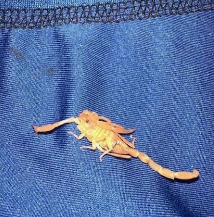 El escorpión que picó a Michael Farchi durante su estadía en un resort del Strip de Las Vegas fue encontrado por el mismo en su ropa interio