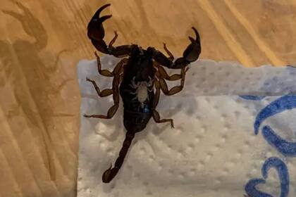 El escorpión y sus crías serán devueltos a su hábitat original, en Croacia