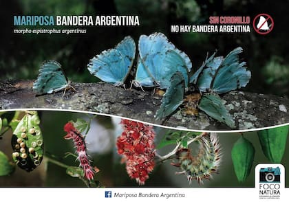 El eslogan que impulsaron desde el territorio: “Sin coronillos no hay mariposa bandera argentina”