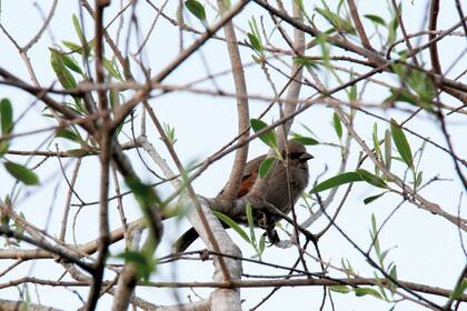 El espacio, poblado con plantas nativas del lugar, pronto comenzó a recibir a la fauna local.