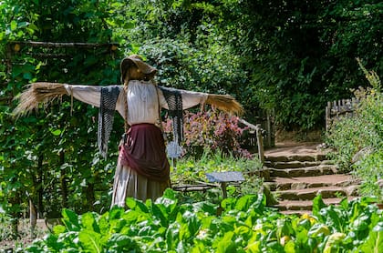 El espanapájaros custodiará los frutos de la huerta de la voracidad de calandrias, zorzales y cotorras