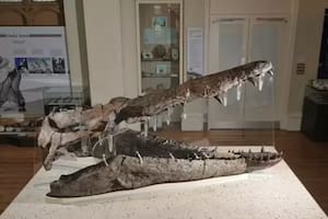 Sorpresa por el hallazgo de un dinosaurio en Reino Unido: “Uno en mil millones”