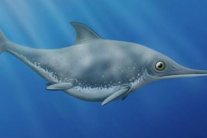 El espécimen bien conservado se encontró en un depósito marino profundo del Jurásico tardío a lo largo de la costa del Canal de la Mancha en Dorset, Inglaterra