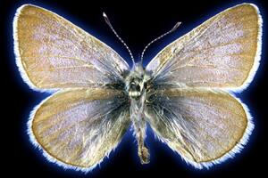 Científicos revelan cuál fue el primer insecto extinguido por el ser humano