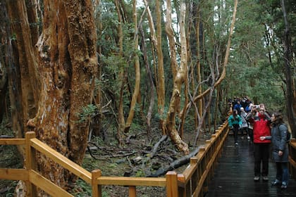 El espectacular bosque de arrayanes, otra atracción