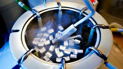 El esperma se congela hasta que las familias lo necesiten