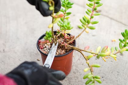 El esqueje se debe colocar en un lugar seco y cálido durante 1-2 días para que se forme un callo en el corte y prevenir la pudrición