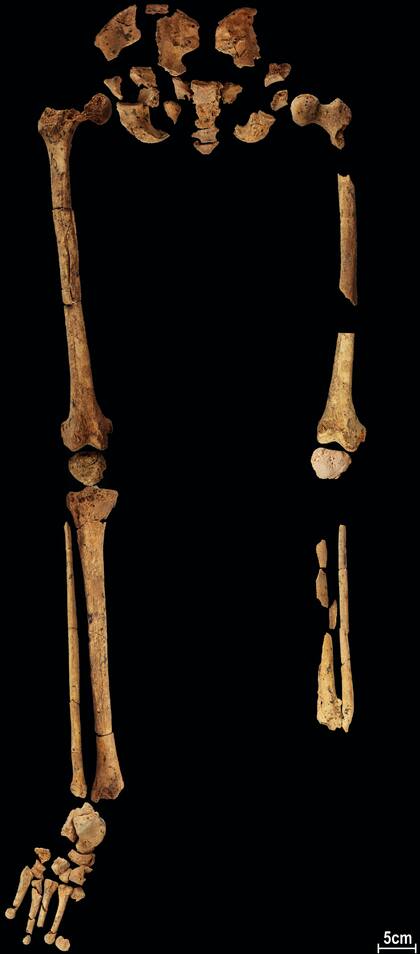 El esqueleto de 31.000 años descubierto en una cueva en Kalimantan Oriental, Borneo, Indonesia, es fotografiado en la Universidad Griffith en Brisbane, Australia, el 1 de septiembre de 2022. 