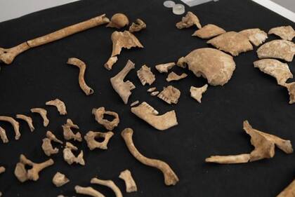 El esqueleto de esta mujer hallado en la zanja está siendo analizado en el laboratorio.