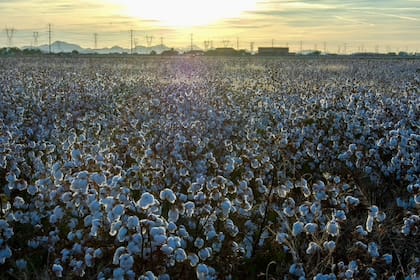 El esquema de Rayner es de agricultura de conservación basado en la cobertura permanente del suelo y una secuencia de cultivos estratégicamente planificada, que incluye algodón, trigo, alfalfa y sorgo forrajero