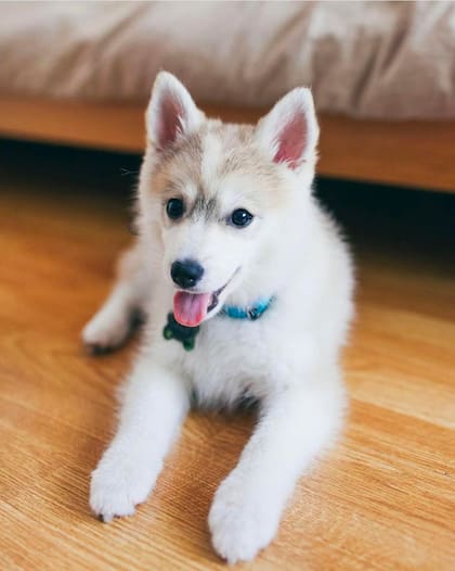 El Esquimal americano es un perro amigable y protector.