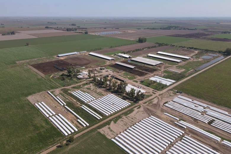 Grupo Chiavassa: un siglo de innovación y tradición en la producción láctea