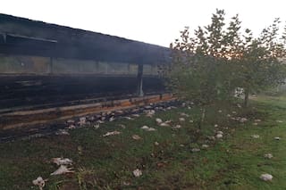 Se incendió una avícola y murieron 15.000 gallinas ponedoras