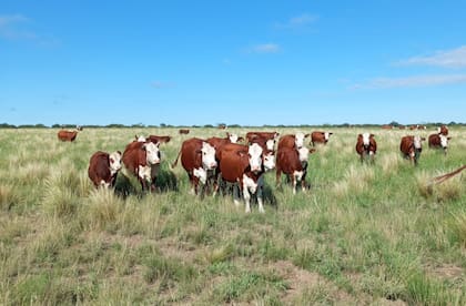 El establecimiento La Florida tiene una superficie de 2400 hectáreas y está ubicado en Luan Toro, departamento de Toay, a 80 km de Santa Rosa