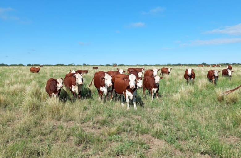 De campo degradado a modelo productivo en el corazón de La Pampa