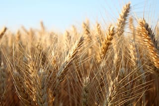 El estado de los cultivos de cereales en Francia se estabiliza tras el regreso de las lluvias