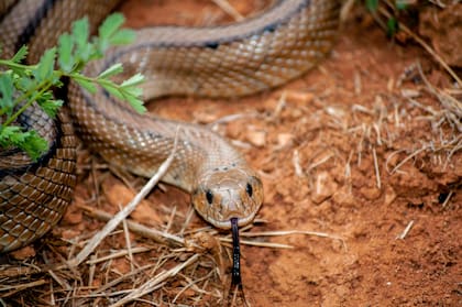 El Estado del Gran Cañón alberga 13 tipos distintos de serpientes de cascabel