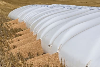 El estado en el que quedó un silobolsa roto por los jabalíes