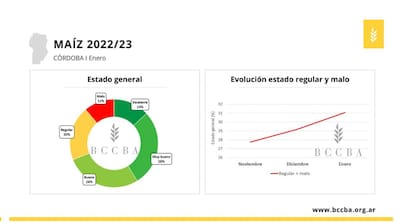 El estado general del cultivo de maíz en la provincia de Córdoba