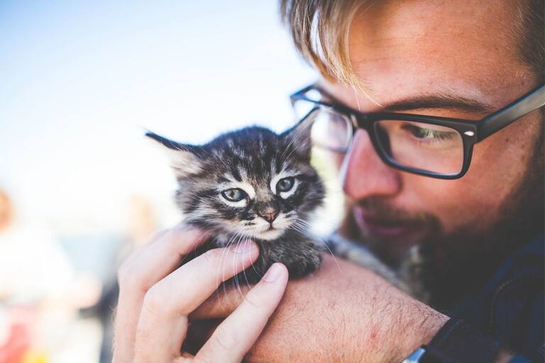 Los motivos por los que los gatos se estiran sobre sus dueños