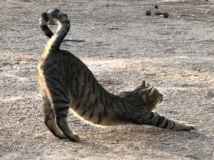 El estiramiento del gato es vital para mantener su esencia