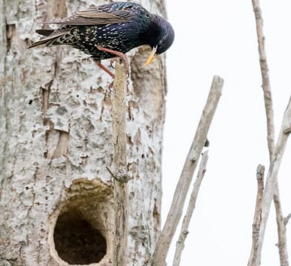 El estornino pinto (sturnus vulgaris) intentando ocupar nido de carpintero campestre activo, en localidad de 25 de Mayo, en la provincia de Buenos Aires