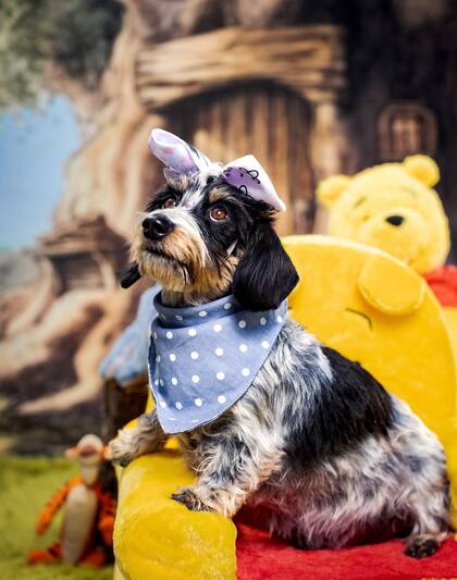 El estudio Capture that Pooch Pet Photography fue el responsable de captar la encantadora sesión