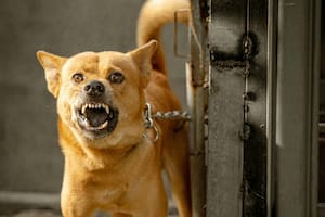 El estudio de Harvard pone de relieve la importancia de entender el comportamiento animal (imagen ilustrativa)