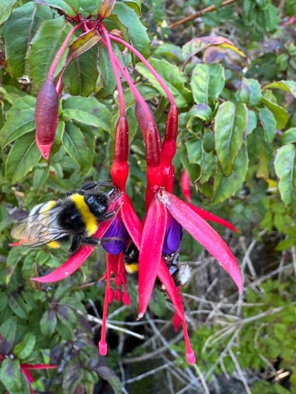 El estudio de la especie local es vital para su conservación