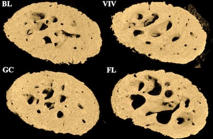 El estudio de la NASA demostró que la pérdida ósea en la cabeza femoral del ratón está asociada con la ingravidez en microgravedad representada con la imagen "FL"