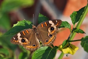 El estudio de la Universidad de Tel Aviv demostró que los insectos pueden percibir los sonidos que emiten las plantas