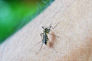 Por qué un condado del sur de Los Ángeles liberó 100.000 mosquitos “pica tobillos”