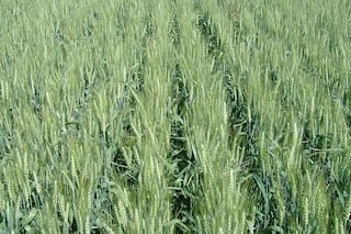 Francia intenta cerrar brecha de exportaciones de trigo mientras Argelia y China se mantienen al margen