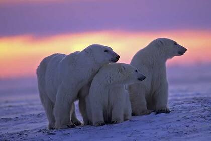 El llamado desierto gigante de Alaska es el hogar de osos polares, caribúes, renos y aves acuáticas, entre otras especies