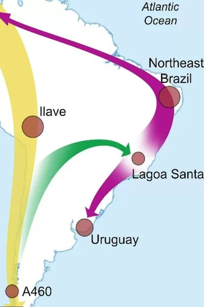 El estudio reveló una migración desde Uruguay a Panamá hace unos 1.500 años. En la ilustración se muestran otras rutas migratorias y se marcan restos hallados en la localidad de Ilave en Perú y en Tierra del Fuego (restos A460).
