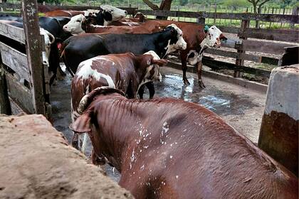 El estudio se concentra en Federal, La Paz, Feliciano, Federación, Concordia, Villaguay y San Salvador, zonas donde el parásito está instalado y afecta la reproducción y la productividad del rodeo