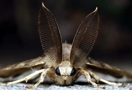 El estudio se enfocó en polillas pero esperan expandirlo a otras especies de insectos