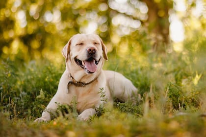 El estudio se hizo con 104 perros de la raza labrador retriever